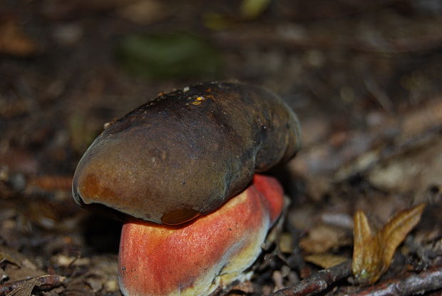 hríb zrnitohlúbikový Sutorius luridiformis (Rostk.) G. Wu & Zhu L. Yang