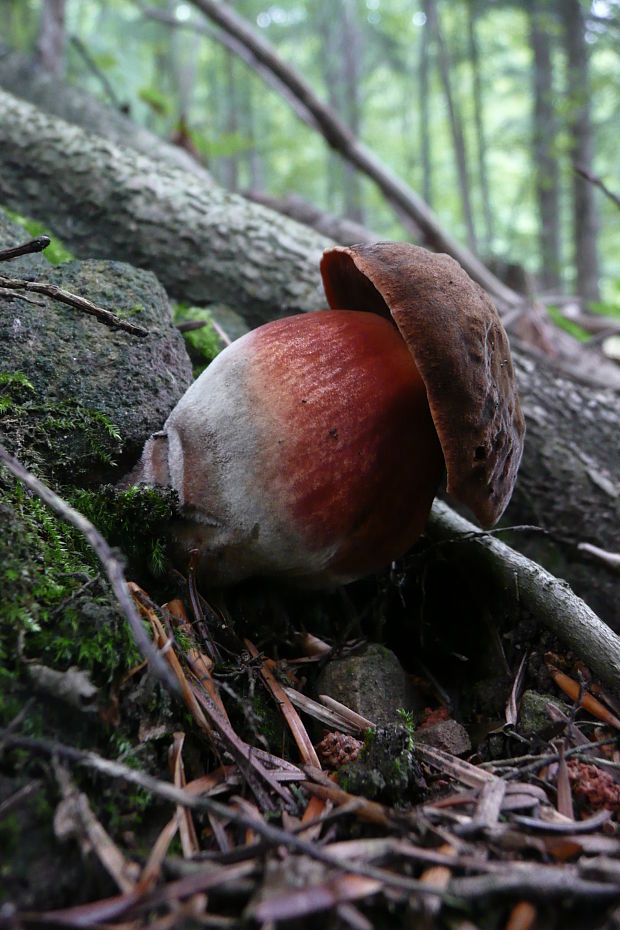 hríb zrnitohlúbikový Sutorius luridiformis (Rostk.) G. Wu & Zhu L. Yang