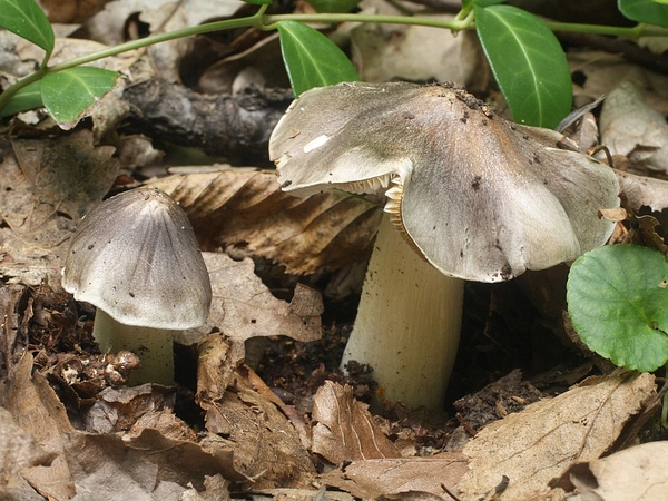 čírovka sivá? Tricholoma portentosum?