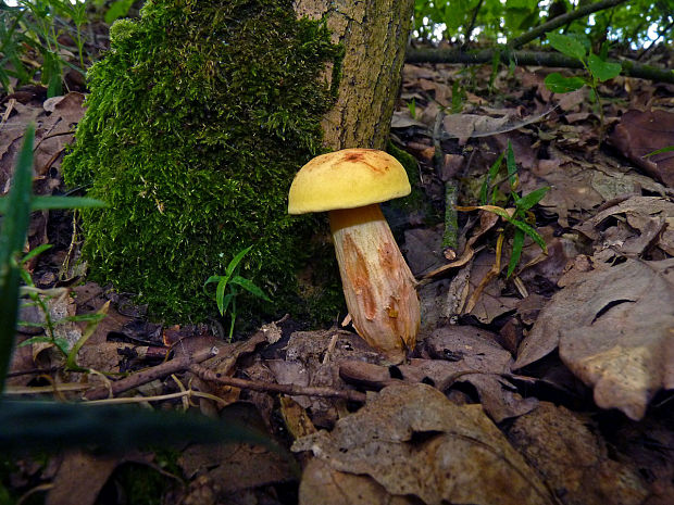 suchohřib plstnatý, žlutá forma Xerocomus subtomentosus var. luteolus