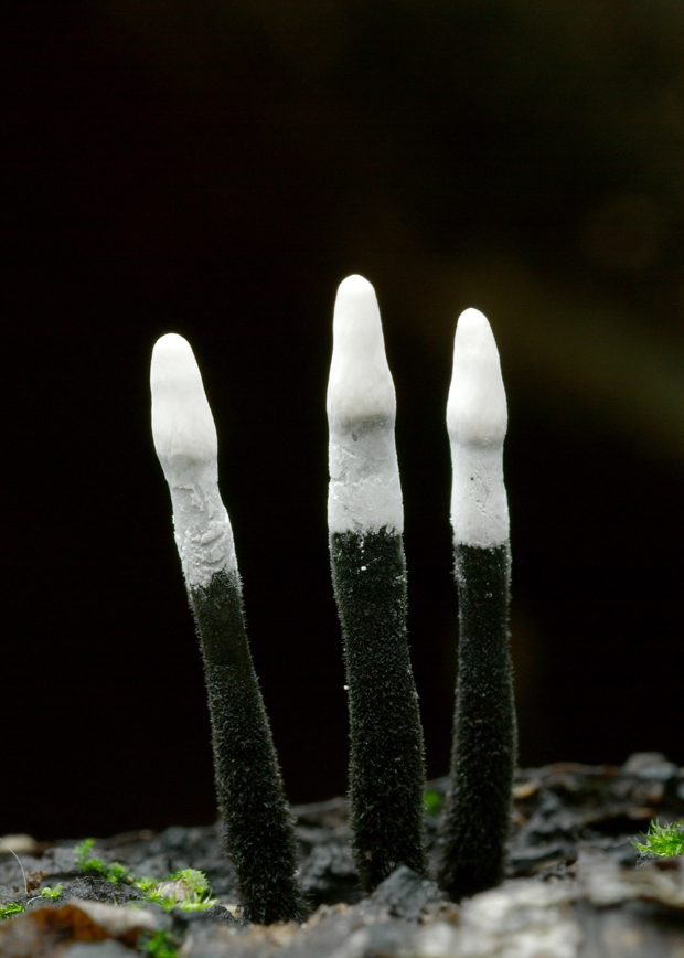 drevnatec parohatý Xylaria hypoxylon (L.) Grev.