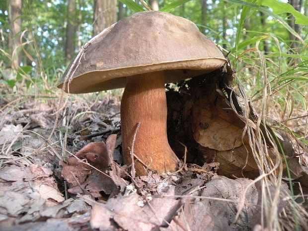 hríb bronzový Boletus aereus Bull. ex Fr.