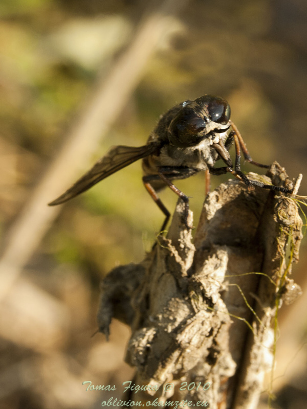 ovad  tabanus