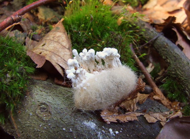 paecilomyces sp. ? (Paecilomyces sp.) ?