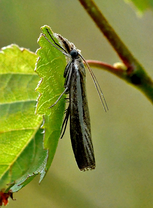 trávovec trávový Agriphila tristella