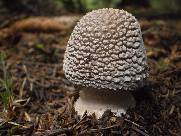 muchotrávka hrubá Amanita excelsa (Fr.) Bertill.