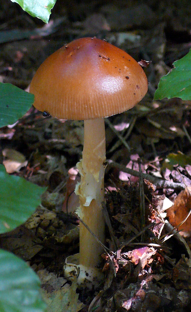 muchotrávka plavohnedá ? Amanita fulva?