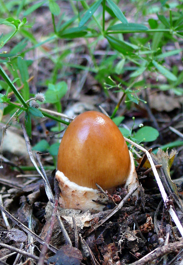 muchotrávka plavohnedá ? Amanita fulva?