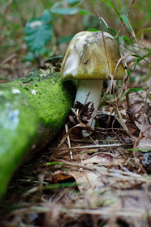 muchotrávka zelená Amanita phalloides (Vaill. ex Fr.) Link