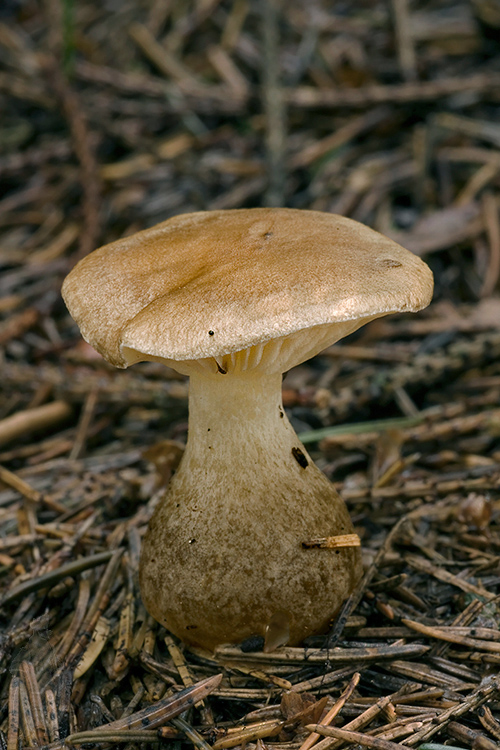 strmuľka kyjakovitá Ampulloclitocybe clavipes (Pers.) Redhead, Lutzoni, Moncalvo & Vilgalys