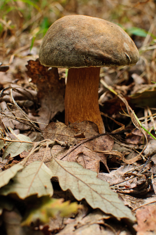 hríb bronzový Boletus aereus Bull. ex Fr.