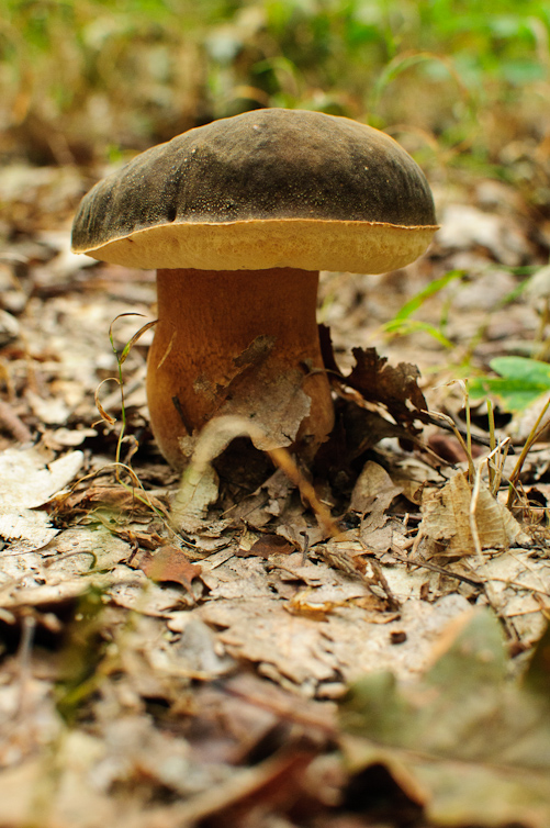 hríb bronzový Boletus aereus Bull. ex Fr.