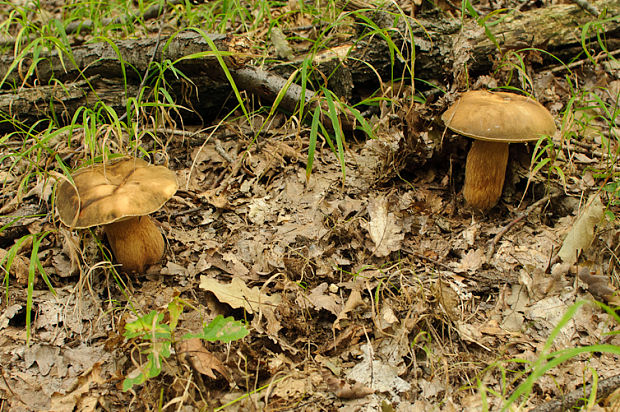 hríb bronzový Boletus aereus Bull. ex Fr.