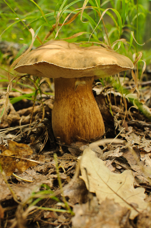 hríb bronzový Boletus aereus Bull. ex Fr.