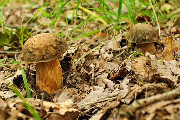 hríb bronzový Boletus aereus Bull. ex Fr.