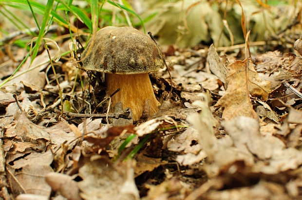 hríb bronzový Boletus aereus Bull. ex Fr.