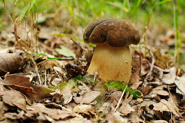 hríb bronzový Boletus aereus Bull. ex Fr.