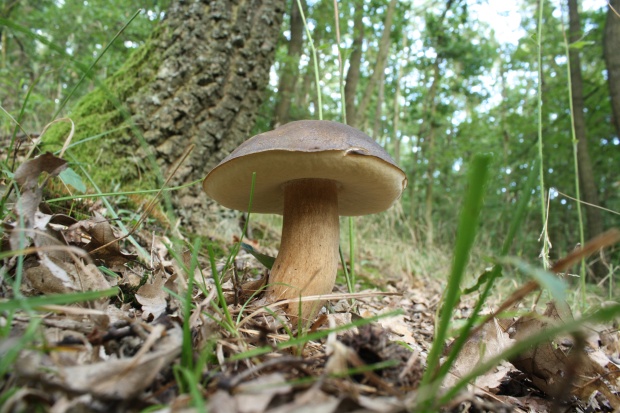 hríb bronzový Boletus aereus Bull. ex Fr.