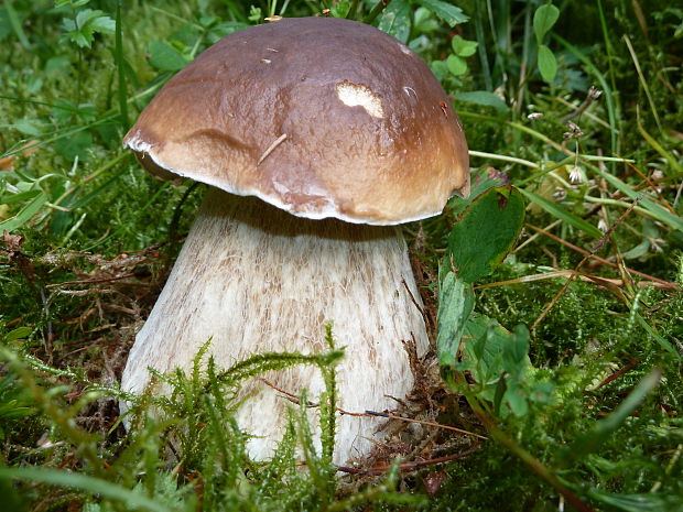 hríb smrekový Boletus edulis Bull.