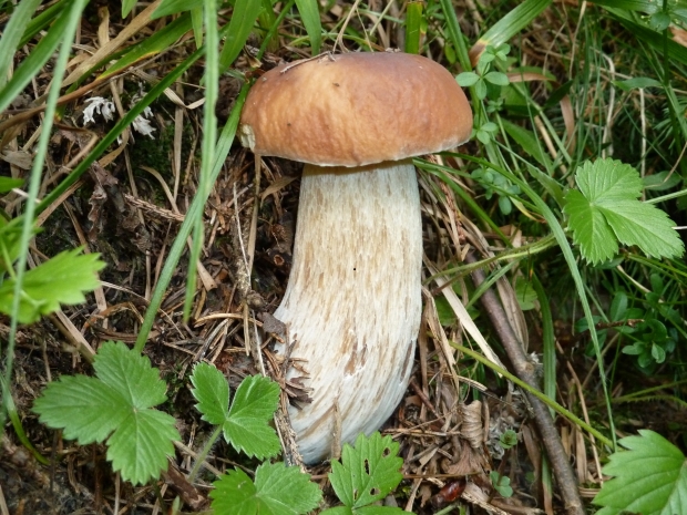 hríb smrekový Boletus edulis Bull.