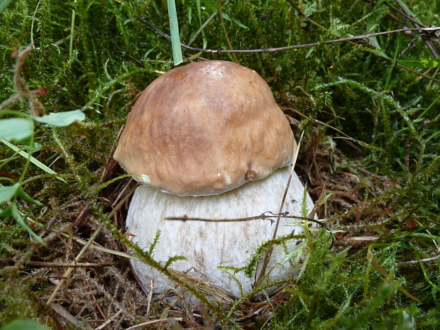 hríb smrekový Boletus edulis Bull.