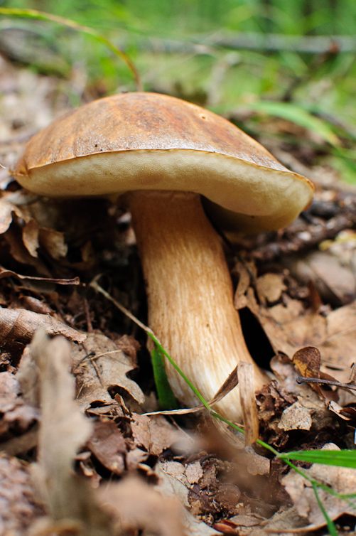 hríb dubový Boletus reticulatus Schaeff.