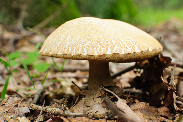 hríb dubový Boletus reticulatus Schaeff.