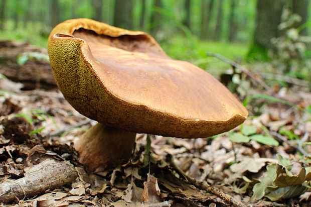 hríb dubový Boletus reticulatus Schaeff.