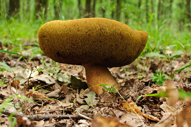 hríb dubový Boletus reticulatus Schaeff.