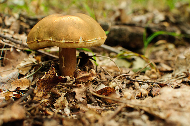 hríb dubový Boletus reticulatus Schaeff.