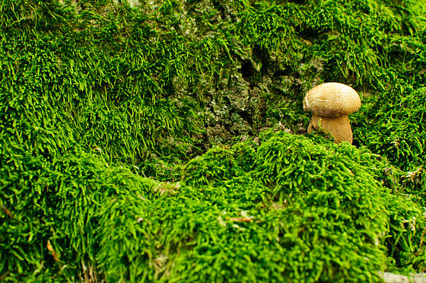 hríb dubový Boletus reticulatus Schaeff.