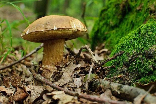 hríb dubový Boletus reticulatus Schaeff.