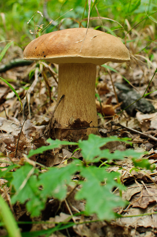 hríb dubový Boletus reticulatus Schaeff.