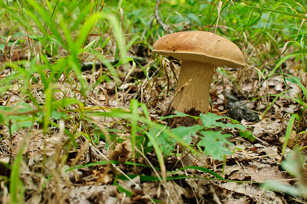 hríb dubový Boletus reticulatus Schaeff.