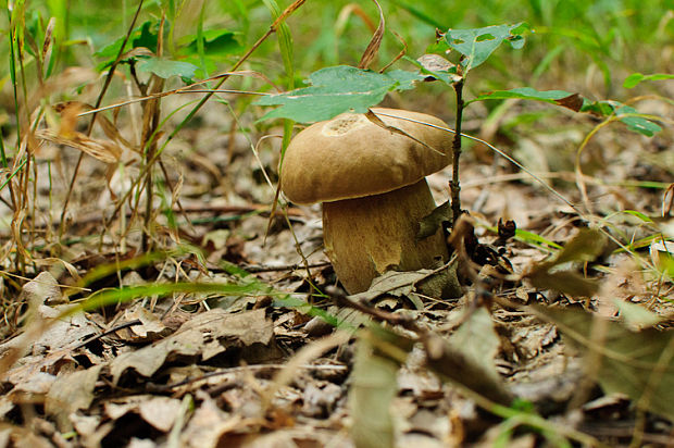 hríb dubový Boletus reticulatus Schaeff.