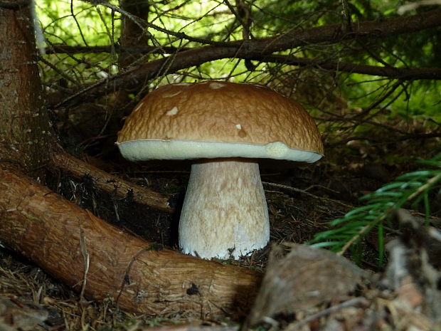 hríb Boletus sp.