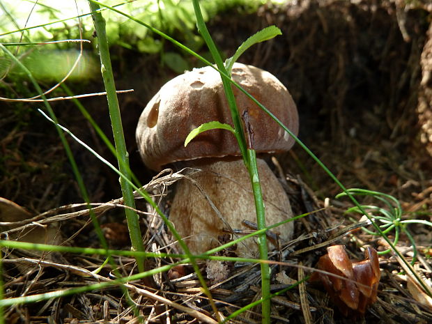 hríb Boletus sp.