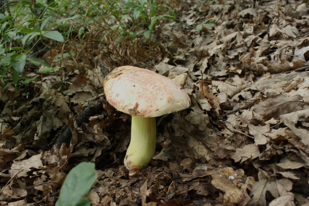 hríb nádherný ? Butyriboletus fuscoroseus (Smotl.) Vizzini & Gelardi