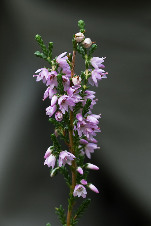 vres obyčajný Calluna vulgaris (L.) Hull