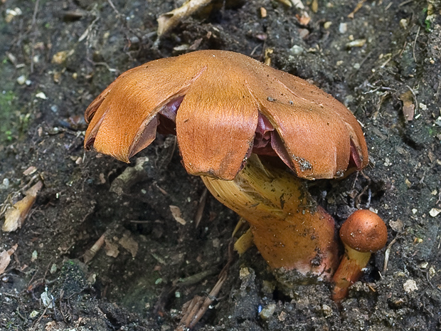 pavučinovec Cortinarius sp.