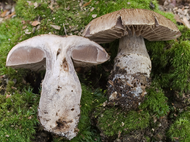 pavučinovec Cortinarius sp.