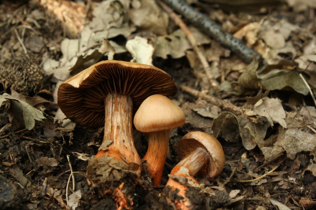 pavučinovec Cortinarius sp.