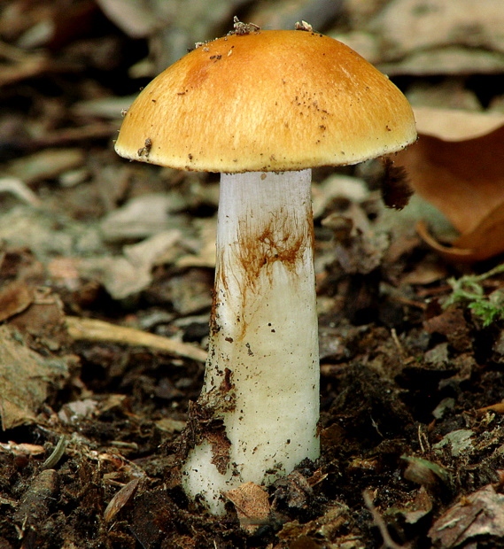 pavučinovec Cortinarius sp.