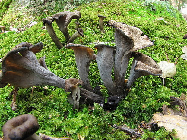 lievik trúbkovitý Craterellus cornucopioides (L.) Pers.