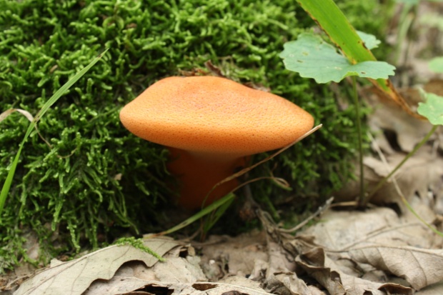 pečeňovec dubový Fistulina hepatica (Schaeff.) With.