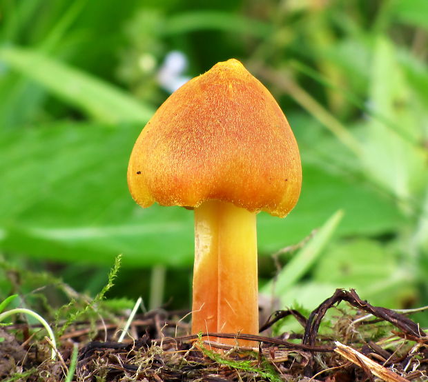 lúčnica sírovožltá Hygrocybe citrinovirens (J.E. Lange) Jul. Schäff.