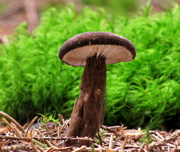 rýdzik čiernozamatový Lactarius lignyotus Fr.