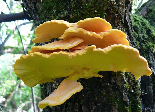 sírovec obyčajný Laetiporus sulphureus (Bull.) Murrill