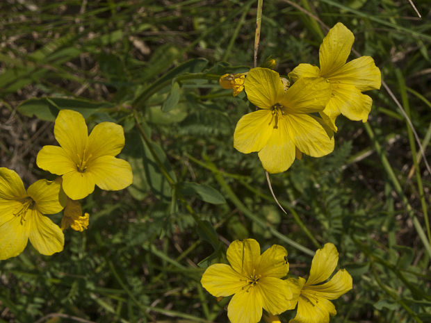 ľan žltý Linum flavum L.