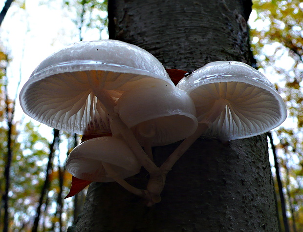 sliznačka obyčajná Mucidula mucida (Schrad.) Pat.